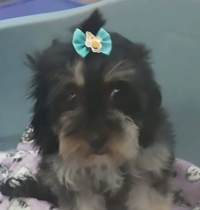 Cachorro raça Shitzu idade 1 ano nome Maia 