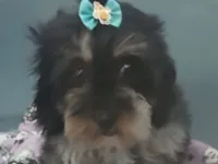 Cachorro raça Shitzu idade 1 ano nome Maia 