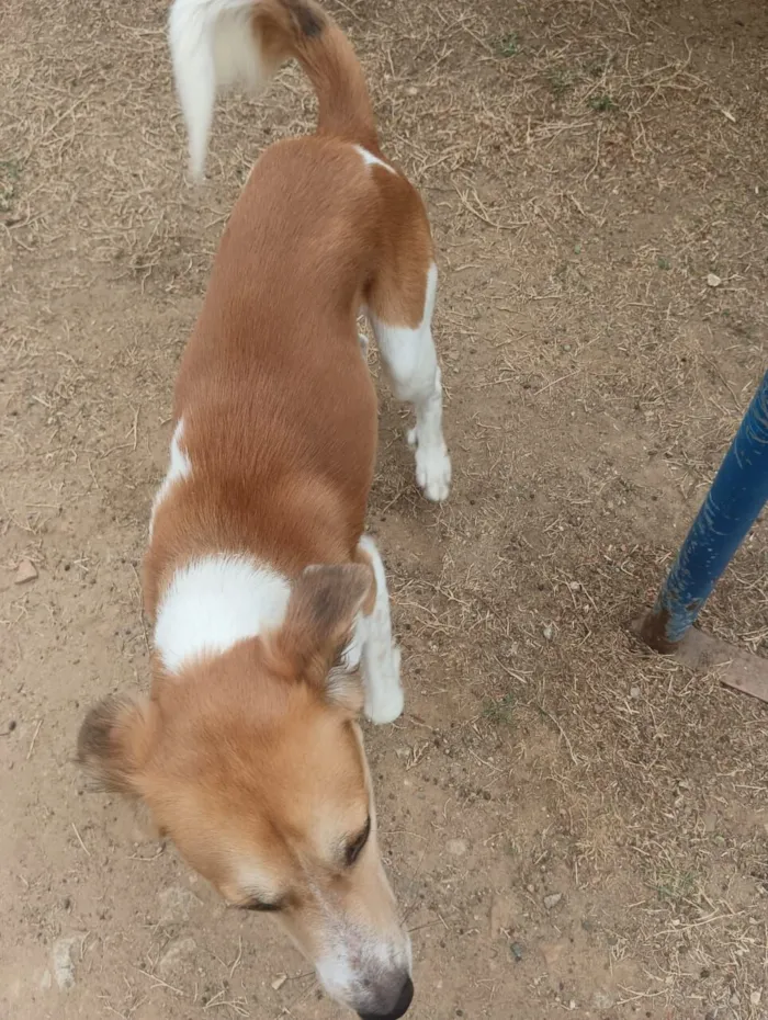 Cachorro raça SRD-ViraLata idade 3 anos nome Lupin 