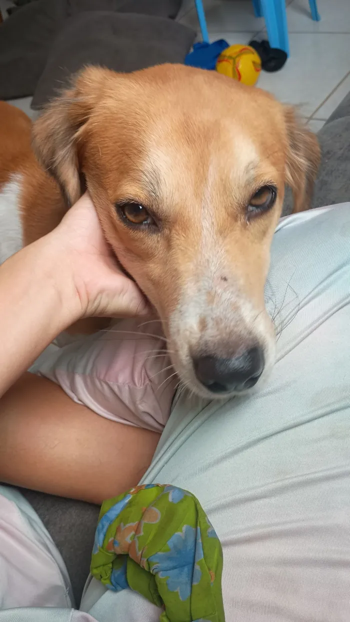 Cachorro raça SRD-ViraLata idade 3 anos nome Lupin 