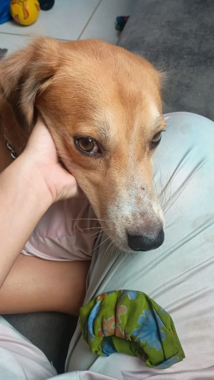 Cachorro raça SRD-ViraLata idade 3 anos nome Lupin 