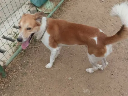 Cachorro raça SRD-ViraLata idade 3 anos nome Lupin 