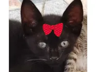 Gato raça SRD-ViraLata idade 2 a 6 meses nome Pietra 