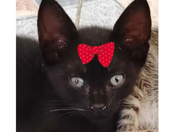 Gato raça SRD-ViraLata idade 2 a 6 meses nome Pietra 