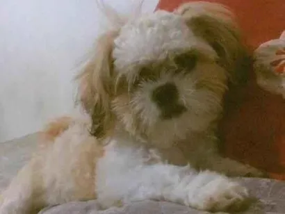 Cachorro raça Shitzu idade 2 anos nome Buck