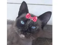 Gato raça Siamês idade 7 a 11 meses nome Cristal 