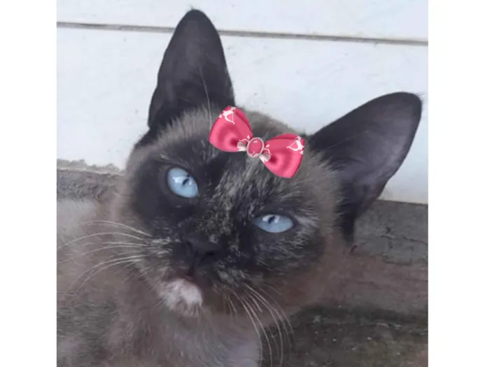 Gato raça Siamês idade 7 a 11 meses nome Cristal 