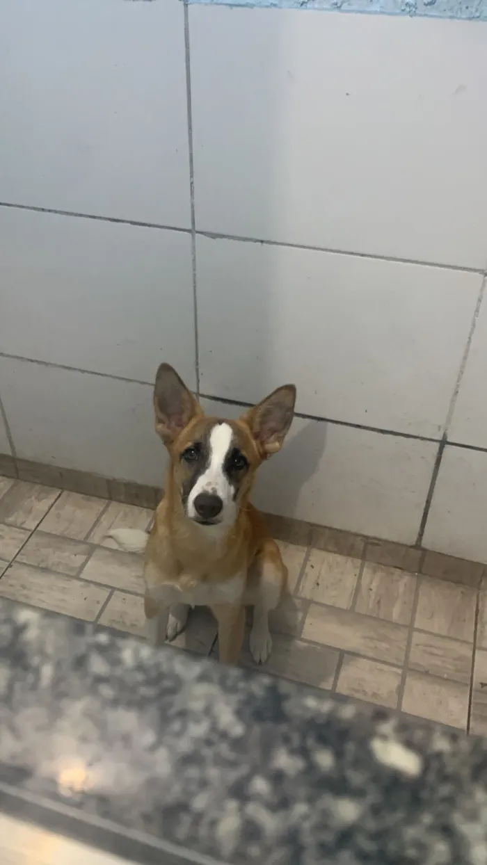 Cachorro raça SRD-ViraLata idade 7 a 11 meses nome Pudim