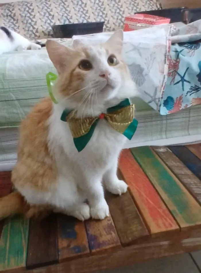 Gato raça SRD-ViraLata idade 2 anos nome María 