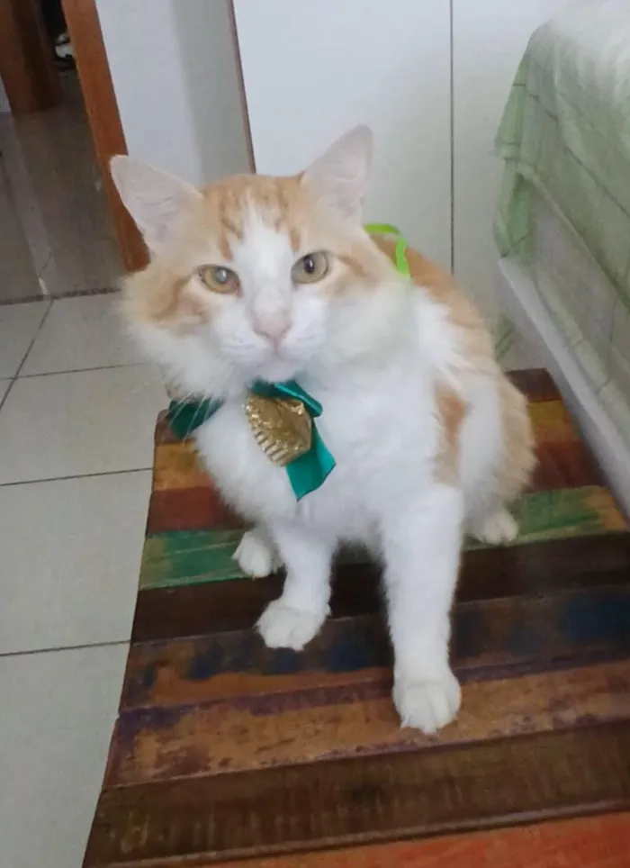 Gato raça SRD-ViraLata idade 2 anos nome María 