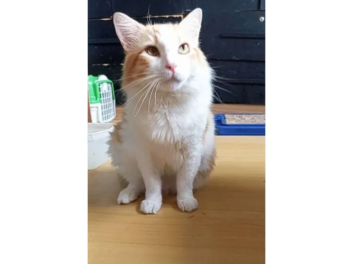 Gato raça SRD-ViraLata idade 2 anos nome María 