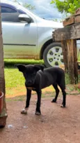 Cachorro raça SRD-ViraLata idade 2 a 6 meses nome sem nome 