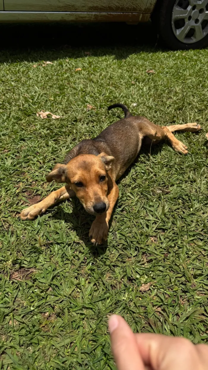 Cachorro raça SRD-ViraLata idade 2 a 6 meses nome sem nome 