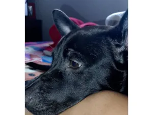 Cachorro raça SRD-ViraLata idade 7 a 11 meses nome Edina 