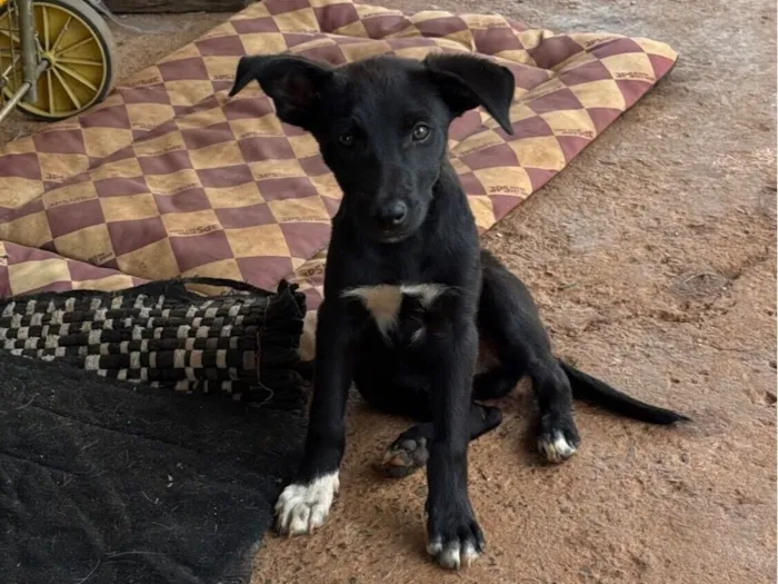 Cachorro raça SRD-ViraLata idade 2 a 6 meses nome sem nome 