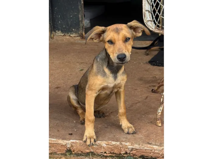 Cachorro raça SRD-ViraLata idade 2 a 6 meses nome sem nome 