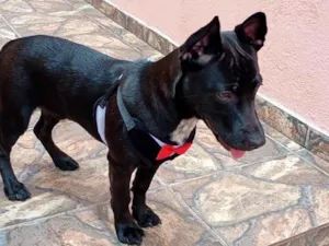 Cachorro raça SRD-ViraLata idade 7 a 11 meses nome Edina 