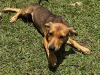 Cachorro raça SRD-ViraLata idade 2 a 6 meses nome sem nome 