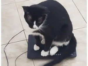 Gato raça SRD-ViraLata idade 2 anos nome Malhado 