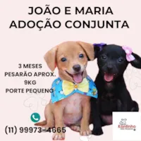 Cachorro raça SRD-ViraLata idade 2 a 6 meses nome João e Maria 