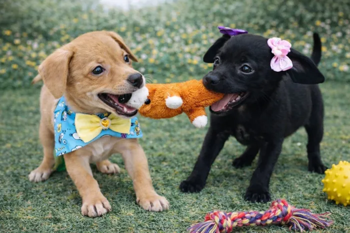Cachorro raça SRD-ViraLata idade 2 a 6 meses nome João e Maria 