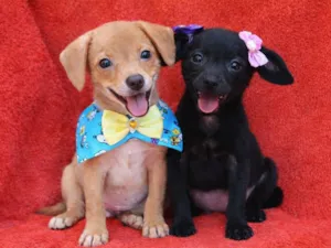 Cachorro raça SRD-ViraLata idade 2 a 6 meses nome João e Maria 