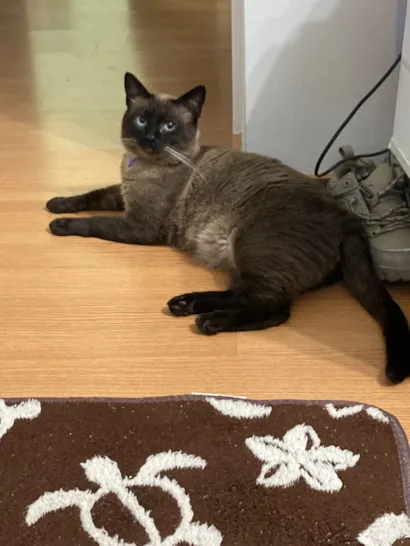 Gato raça Siamês idade 2 anos nome Billie Jean 