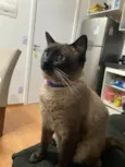 Gato raça Siamês idade 2 anos nome Billie Jean 