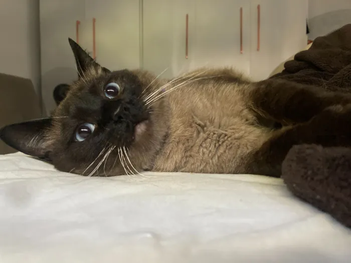 Gato raça Siamês idade 2 anos nome Billie Jean 