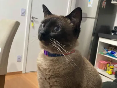 Gato raça Siamês idade 2 anos nome Billie Jean 