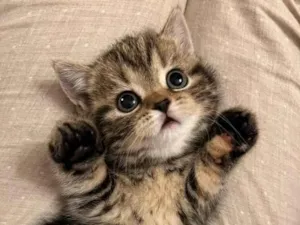 Gato raça Siamês idade 2 a 6 meses nome Nuvem 