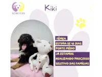 Cachorro raça SRD-ViraLata idade Abaixo de 2 meses nome Kiki