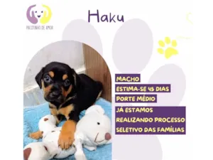 Cachorro raça SRD-ViraLata idade Abaixo de 2 meses nome Haku 