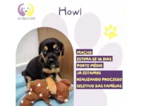 Cachorro raça SRD-ViraLata idade Abaixo de 2 meses nome Howl 