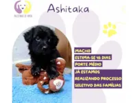 Cachorro raça SRD-ViraLata idade Abaixo de 2 meses nome Ashitaka 