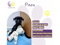 Cachorro raça SRD-ViraLata idade Abaixo de 2 meses nome Pazu