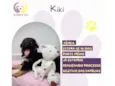 Cachorro raça SRD-ViraLata idade Abaixo de 2 meses nome Kiki