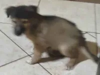 Cachorro raça SRD-ViraLata idade Abaixo de 2 meses nome Belinha 