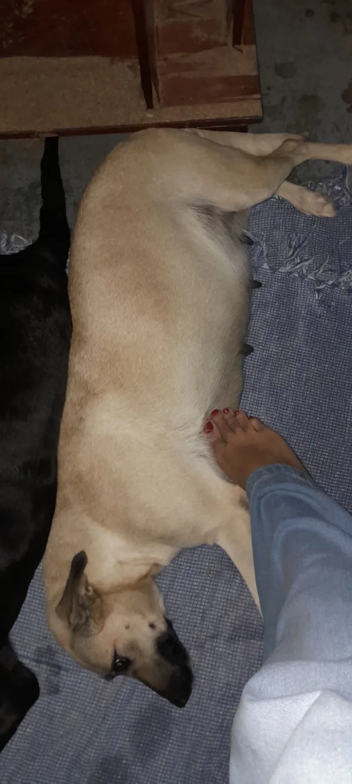 Cachorro raça SRD-ViraLata idade 3 anos nome Katy