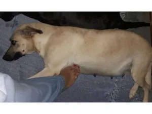 Cachorro raça SRD-ViraLata idade 3 anos nome Katy