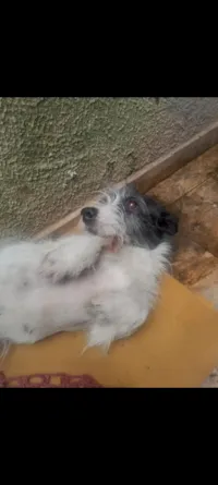 Cachorro raça SRD-ViraLata idade 4 anos nome Poderosa