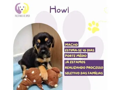 Cachorro raça SRD-ViraLata idade Abaixo de 2 meses nome Howl 