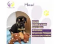 Cachorro raça SRD-ViraLata idade Abaixo de 2 meses nome Howl 
