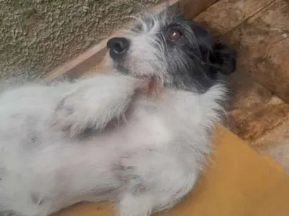 Cachorro raça SRD-ViraLata idade 4 anos nome Poderosa