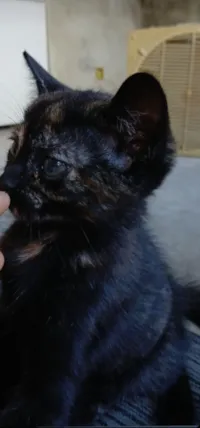 Gato raça SRD-ViraLata idade 2 a 6 meses nome Safira