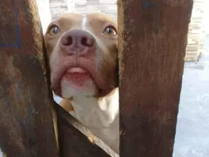 Cachorro raça Pit-Bull idade 5 anos nome Bruker