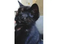 Gato raça SRD-ViraLata idade 2 a 6 meses nome Safira