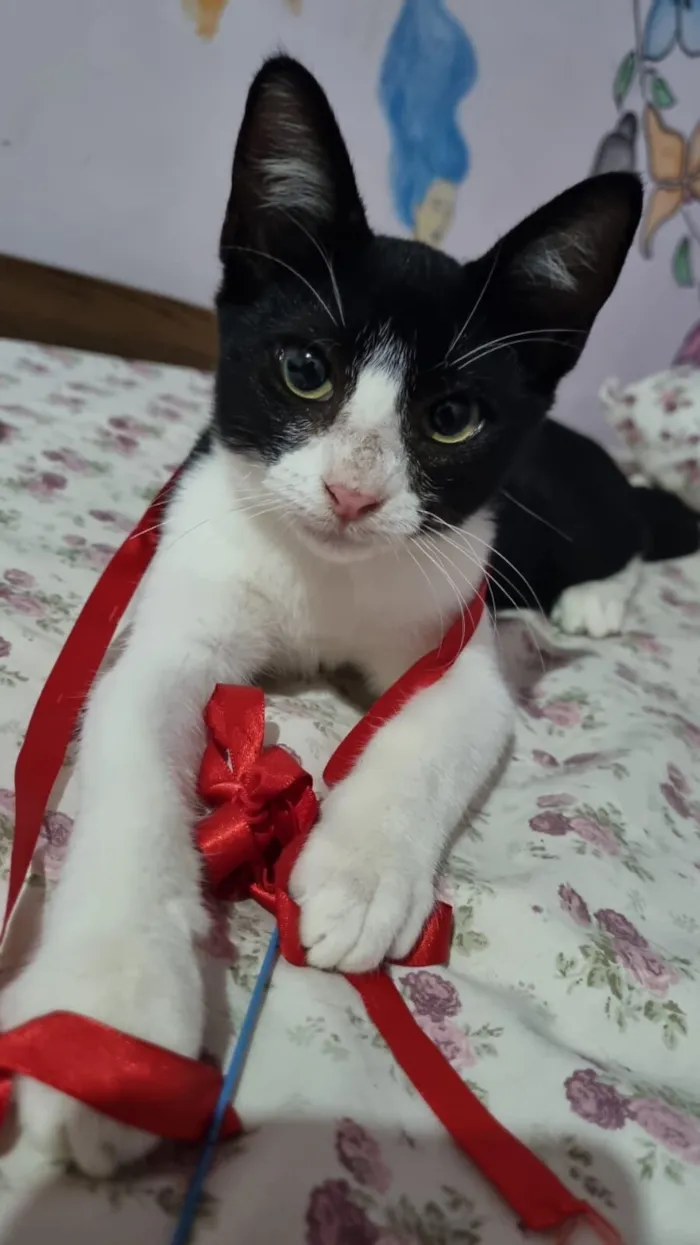 Gato raça SRD-ViraLata idade 2 a 6 meses nome Pedro
