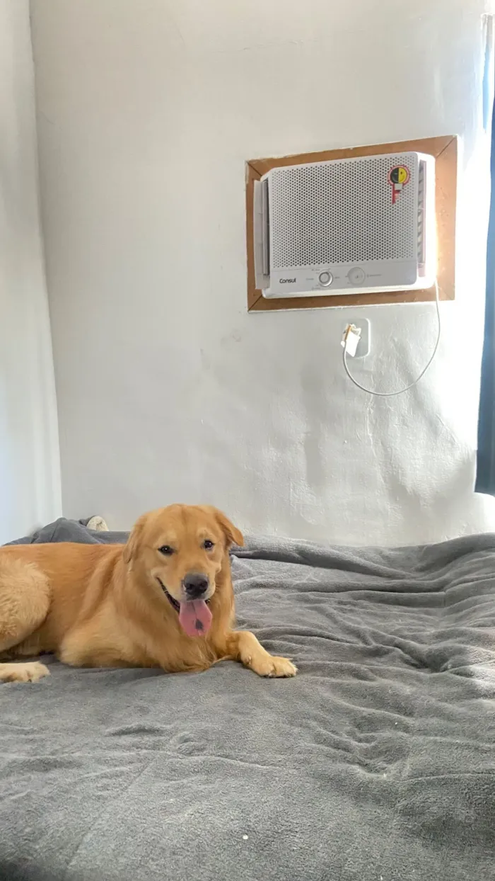 Cachorro raça Golden Retriever idade 2 a 6 meses nome Paçoca
