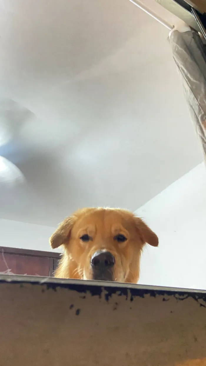 Cachorro raça Golden Retriever idade 2 a 6 meses nome Paçoca